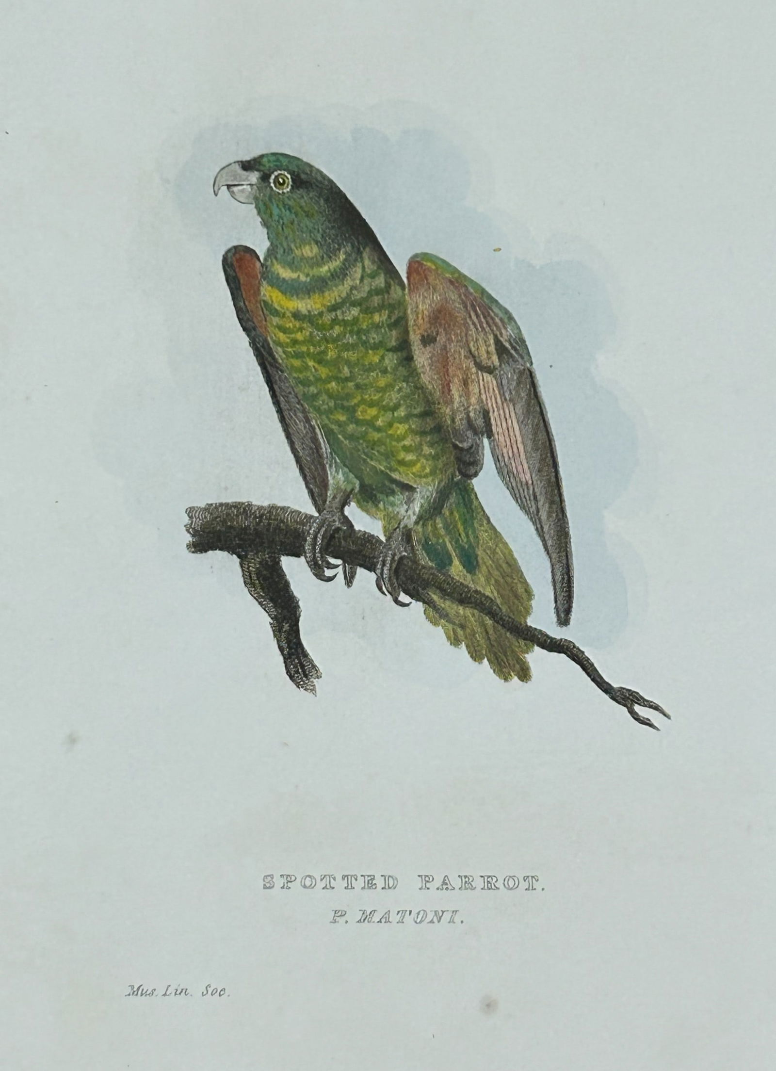 Baron Cuvier - Spotted Parrot 1829: This antique engraving is from the English edition of The Animal Kingdom by Baron Georges Cuvier. Published by GB Whittaker & Co, London 1828-29.Artists who contributed to this work were Landseer, Sow