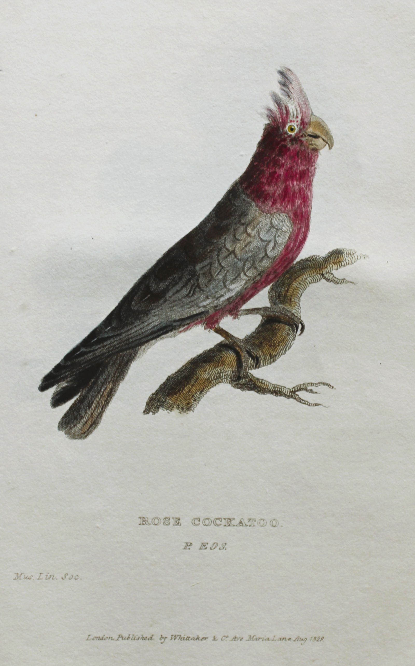 Baron Cuvier - Rose Cockatoo 1829: This antique engraving is from the English edition of The Animal Kingdom by Baron Georges Cuvier. Published by GB Whittaker & Co, London 1828-29.Artists who contributed to this work were Landseer, Sow