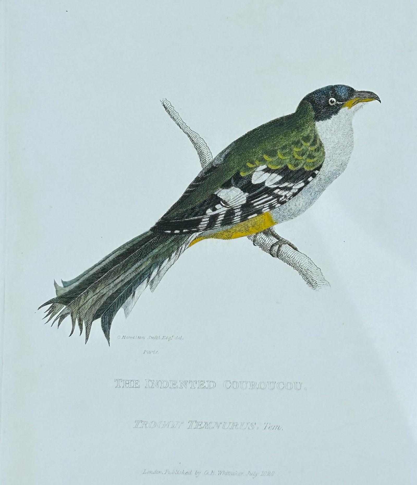 Baron Cuvier - The Indented Couroucou 1829: This antique engraving is from the English edition of The Animal Kingdom by Baron Georges Cuvier. Published by GB Whittaker & Co, London 1828-29.Artists who contributed to this work were Landseer, Sow