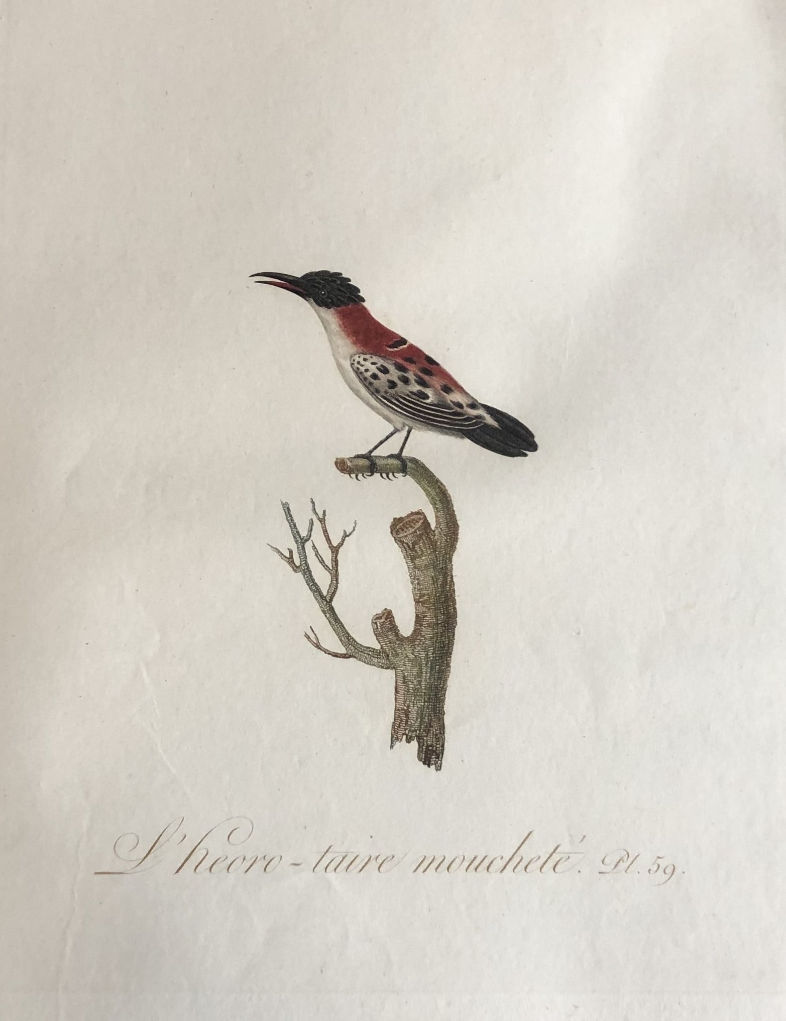 JB Audebert - Grey Creeper Hummingbird 1802 (1 of 2)