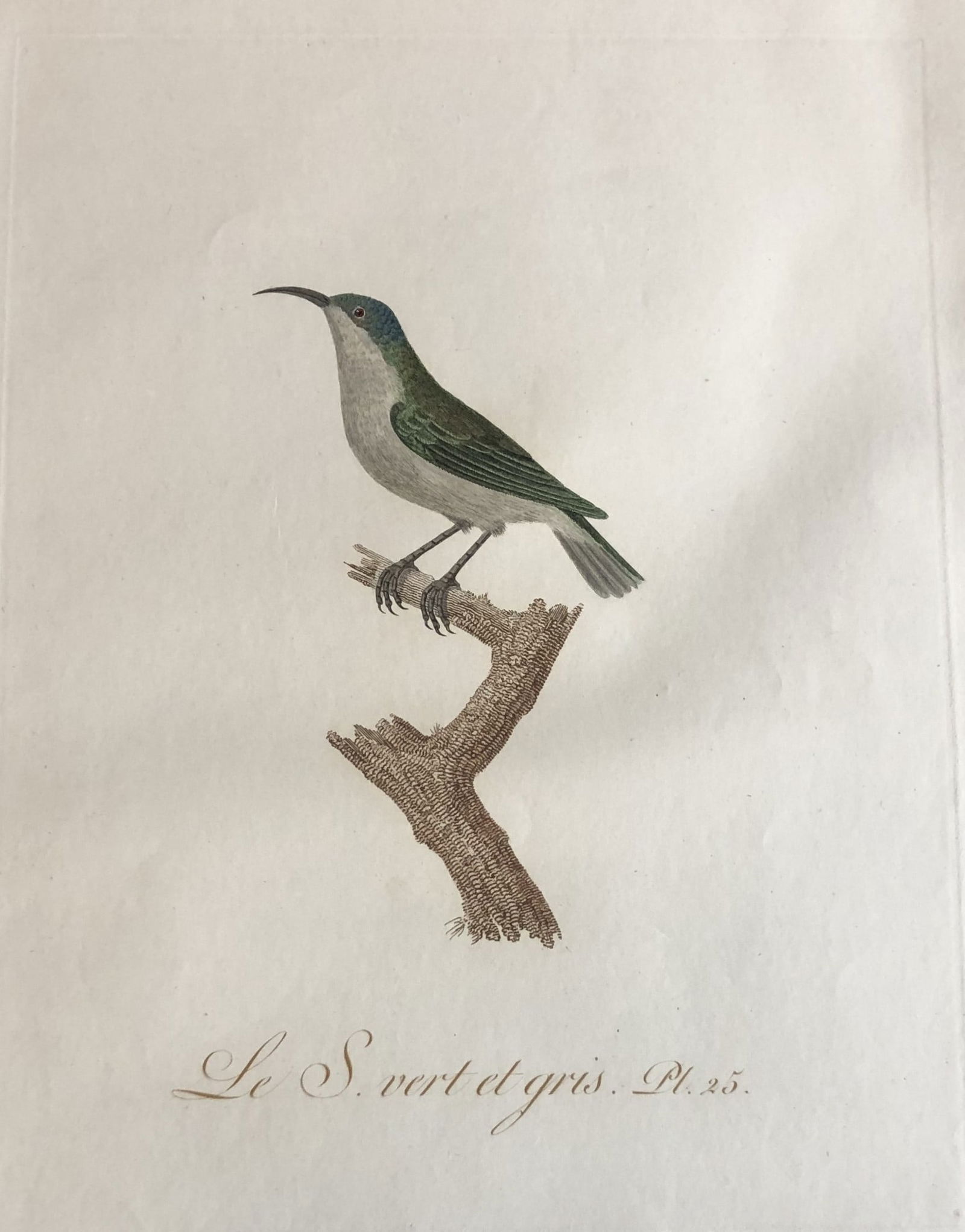 JB Audebert - Green and Grey Sunbird 1802 (1 of 2)