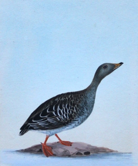 William Lewin - Rare watercolour of a Wild Goose 1789: This rare plate of a Wild Goose (Anas Anser) is from W Lewin's Birds of Great Britain, 1789-94 First Edition. Size: 11.25in x 13.5in (28.5cm x 34.5cm)
