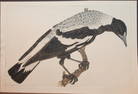 JW Lewin - Rare engraving of Australian Magpie, early 19th C