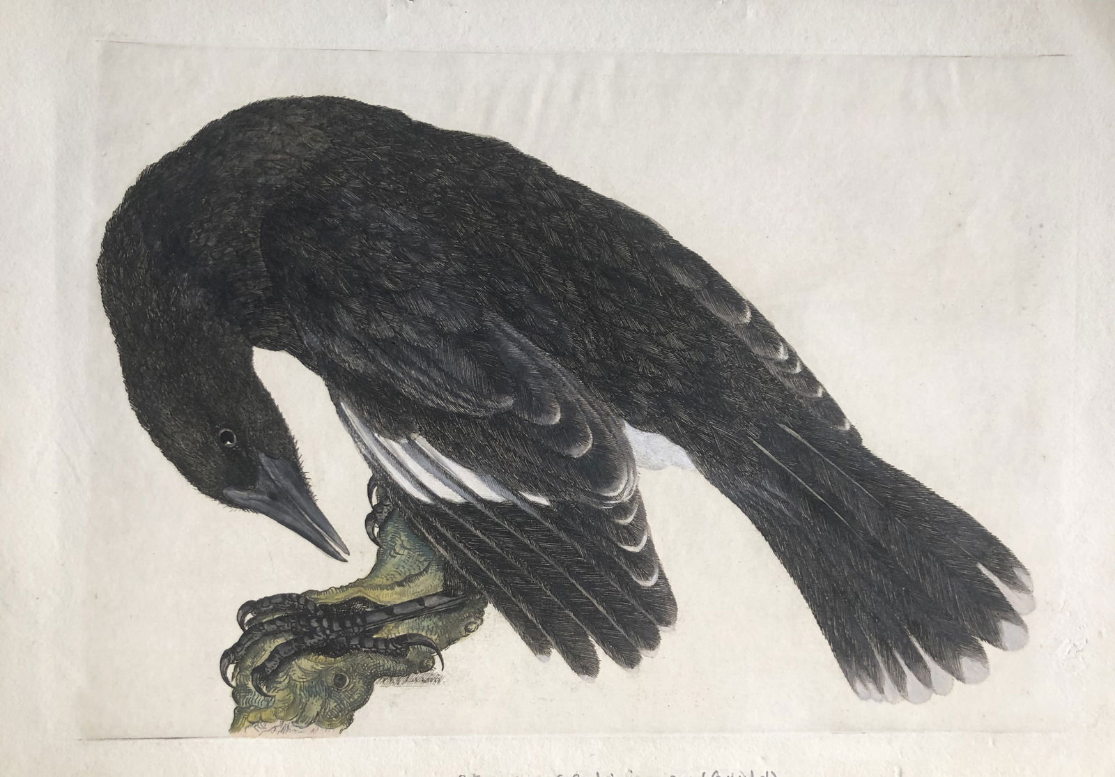 JW Lewin - Rare engraving of Pied Currawong (?), early 19th C: This rare untitled engraving of the Pied Currawong (or possibly the Black Currawong), thought to be by John William Lewin but unable to find in published works. Presumed to be an engraving from one of