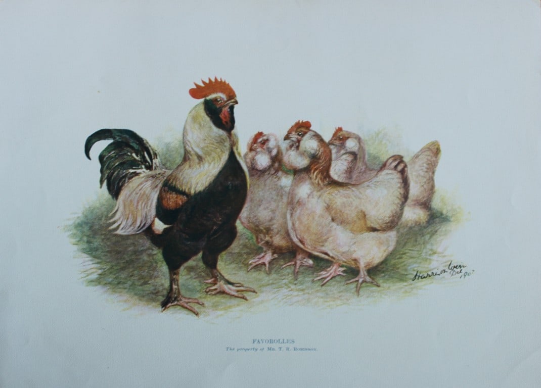 Harrison Weir - 4 poulty prints 1902: These coloured photogravure plates were drawn by Harrison Weir and are from Our Poultry And All About Them, published by Hutchinson & Co, London 1902.Harrison Weir was a natural history artist, poultr