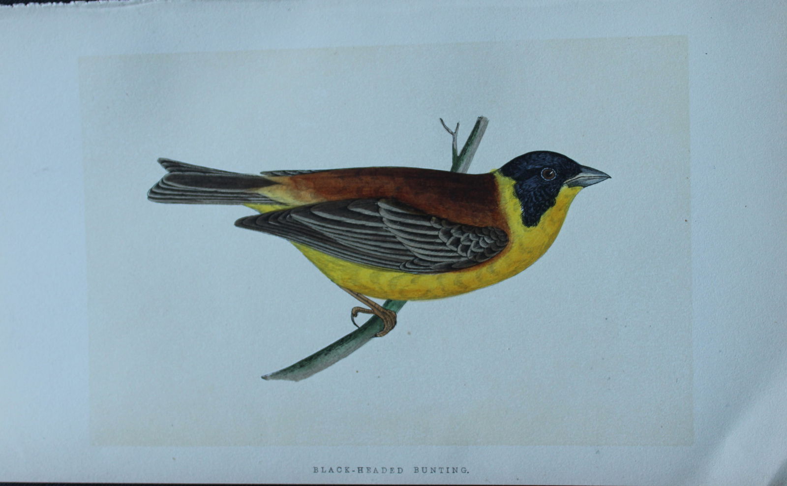Charles Bree - 4 prints of Buntings from Birds of Europe 1866: These hand-coloured wood engravings are from the History of the Birds of Europe, not observed in the British Isles by Charles Robert Bree, FZS and published by Groombridge and Sons, London. 1866, firs