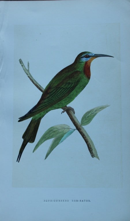 Charles Bree - 4 prints of Bee-eater, Wall Creeper etc from Birds of Europe 1866 (1 of 4)
