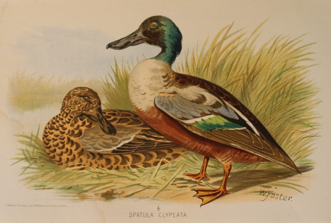 W Foster - 2 prints of Common Teal and Shoveller 1879 (1 of 2)