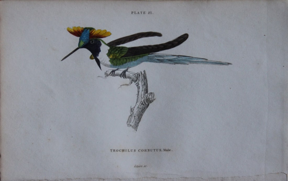 Jardine & Lizars - 3 prints of Hummingbirds 1833: These hand-coloured engravings of Humming Birds are from The Natural History of Humming Birds of The Naturalist's Library by Sir William Jardine, Bart and engraved by WH Lizars, Edinburgh 1833. These