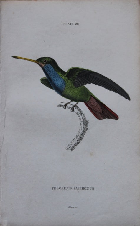 Jardine & Lizars - 3 prints of Hummingbirds 1833: These hand-coloured engravings of Humming Birds are from The Natural History of Humming Birds of The Naturalist's Library by Sir William Jardine, Bart and engraved by WH Lizars, Edinburgh 1833. These