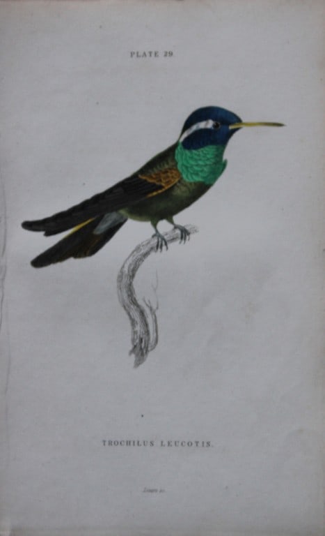 Jardine & Lizars - 3 prints of Hummingbirds 1833: These hand-coloured engravings of Humming Birds are from The Natural History of Humming Birds Part 2 of The Naturalist's Library by Sir William Jardine, Bart and engraved by WH Lizars, Edinburgh 1833.