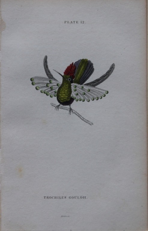 Jardine & Lizars - 3 prints of Hummingbirds 1833: These hand-coloured engravings of Humming Birds are from The Natural History of Humming Birds of The Naturalist's Library by Sir William Jardine, Bart and engraved by WH Lizars, Edinburgh 1833. These