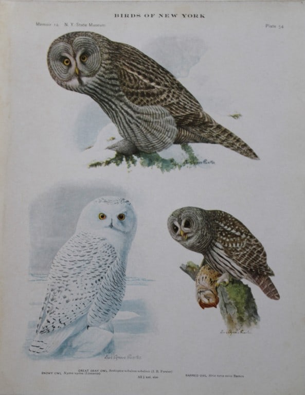L Agassiz Fuertes - 3 Chromolithographs of Owls 1910: These original antique chromolithographs are by Louis Agassiz Fuertes from Birds of New York by Elon Howard Eaton. Published by the University of the State of New York, Albany 1910.Size: approximately