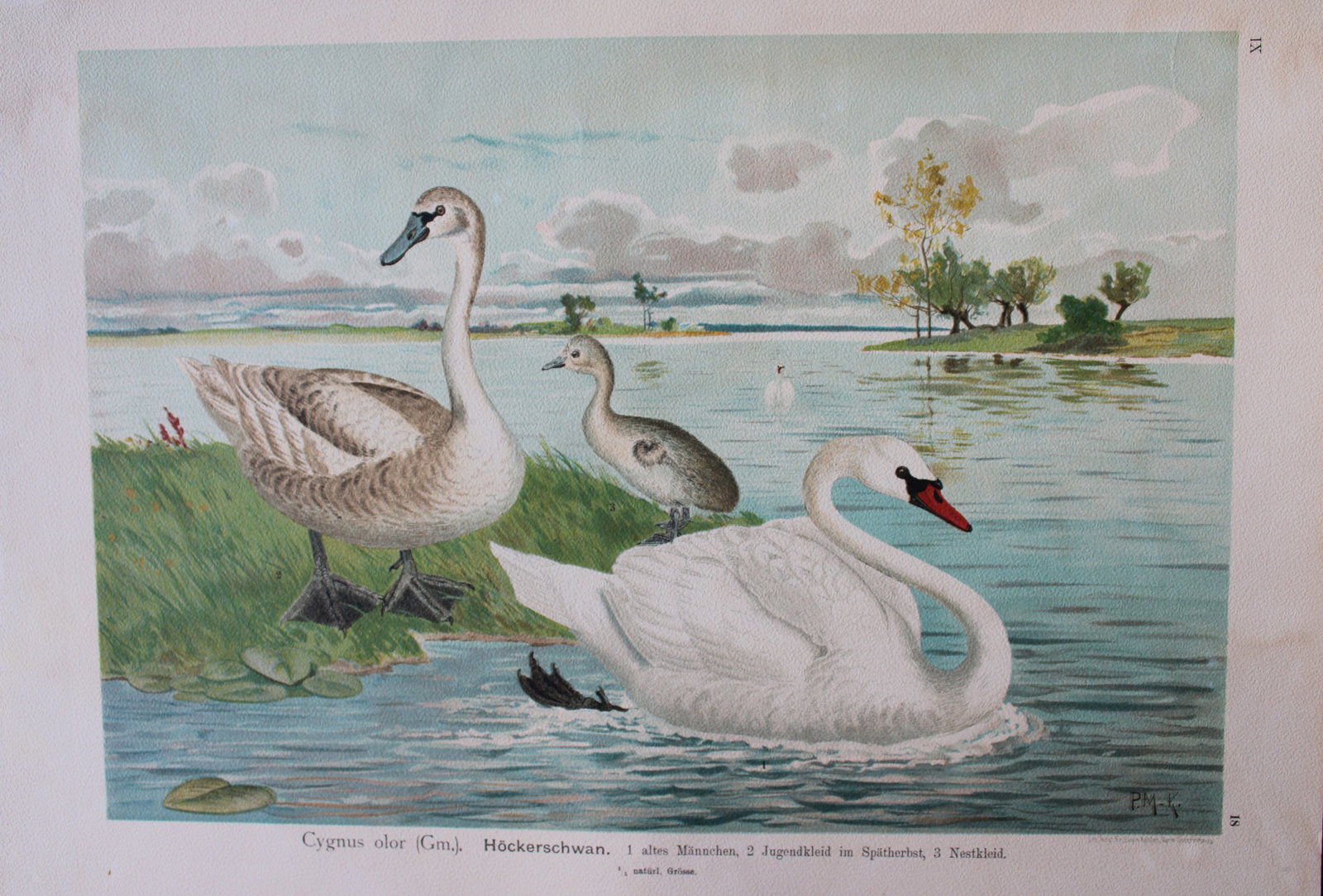 Muller-Kaempff & Naumann - Mute Swan 1895: This chromolithograph is from Naturgeschichte der Vogel Mitteleuropas (The Natural History of Birds from Central Europe) by Johann Naumann. Published 1895-1905 by Gera, Untermhaus.The illustrators in 