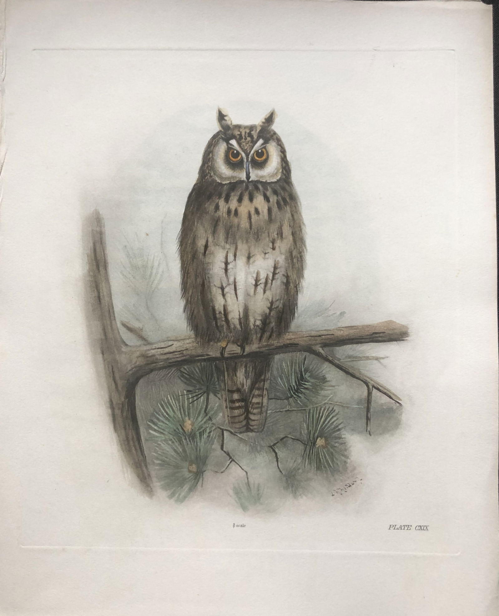 Lilian Medland - 2 prints of a Long-eared Owl and Great Bustard 1907 (1 of 2)