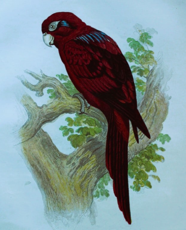 Thomas Rymer Jones - Blue Striped Lory 1869 (1 of 1)