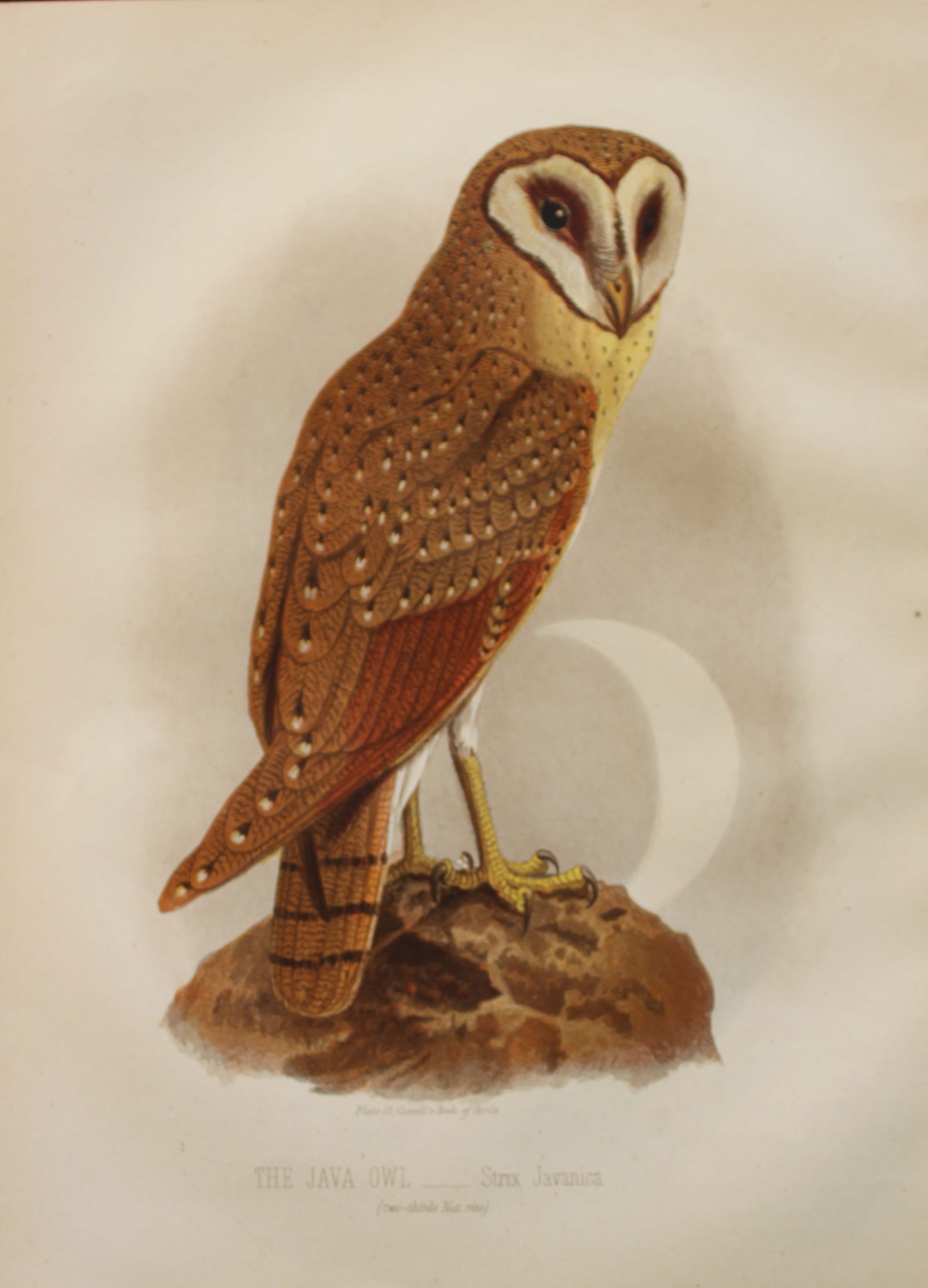 Thomas Rymer Jones - Java Owl 1869 (1 of 1)