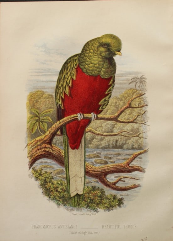 Thomas Rymer Jones - Beautiful Trogon 1869 (1 of 1)