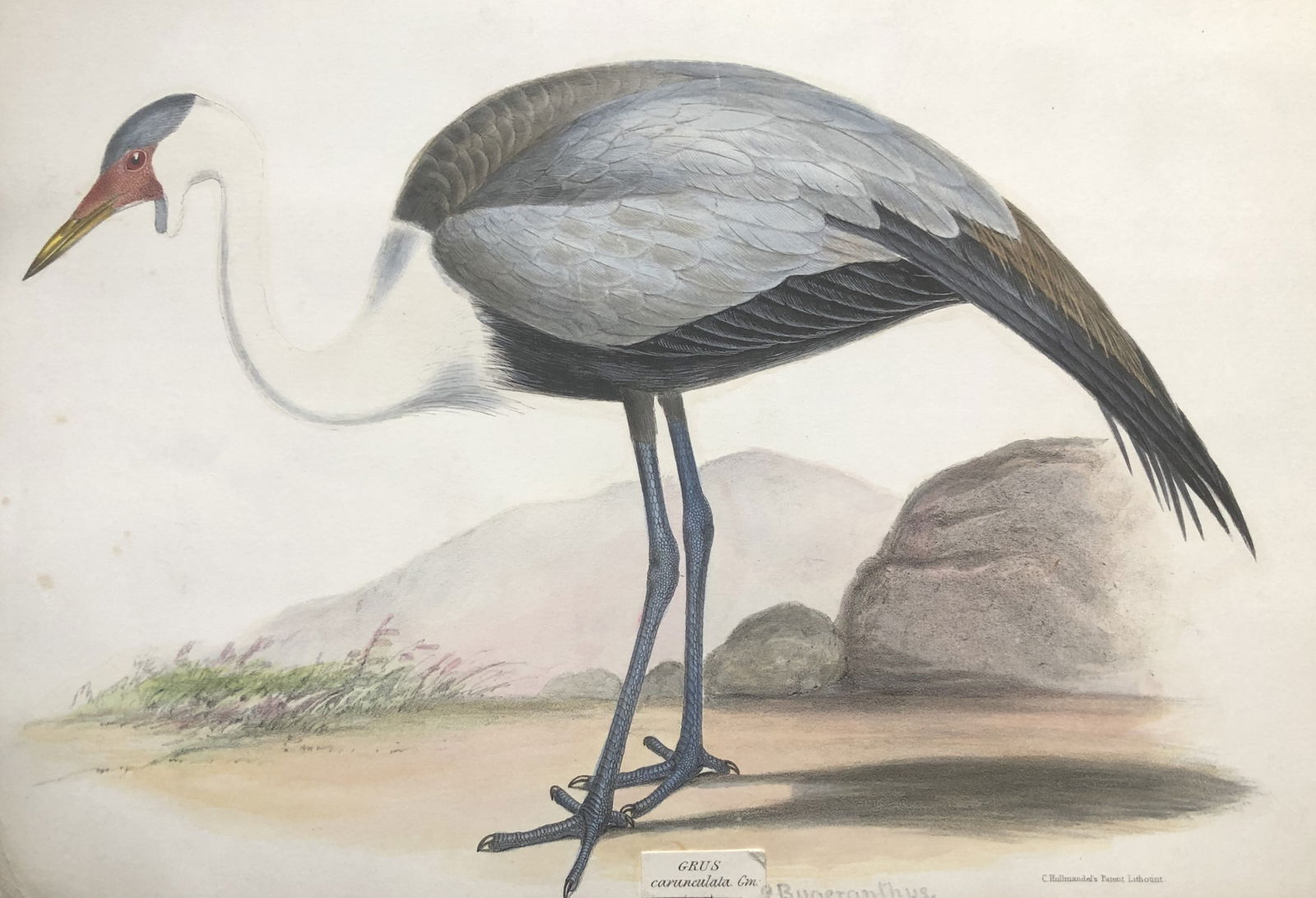G Gray - Genera of Birds: Wattled Crane 1844 (1 of 1)