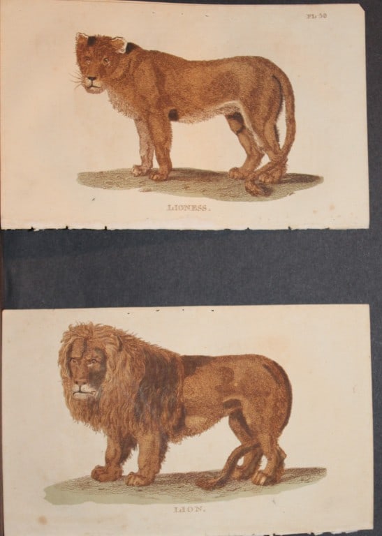 Brightly - 3 engravings of big Cats 1811: These copperplate engravings are from The Natural History of Quadrupeds, and Cetaceous Animals by various authors. Published by Brightly and Co, Bungay 1811.The prints included in this lot are: Lion a