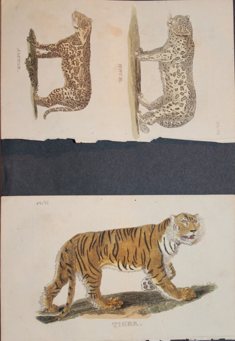 Brightly - 4 engravings of big Cats 1811: These copperplate engravings are from The Natural History of Quadrupeds, and Cetaceous Animals by various authors. Published by Brightly and Co, Bungay 1811.The prints included in this lot are: Tiger,
