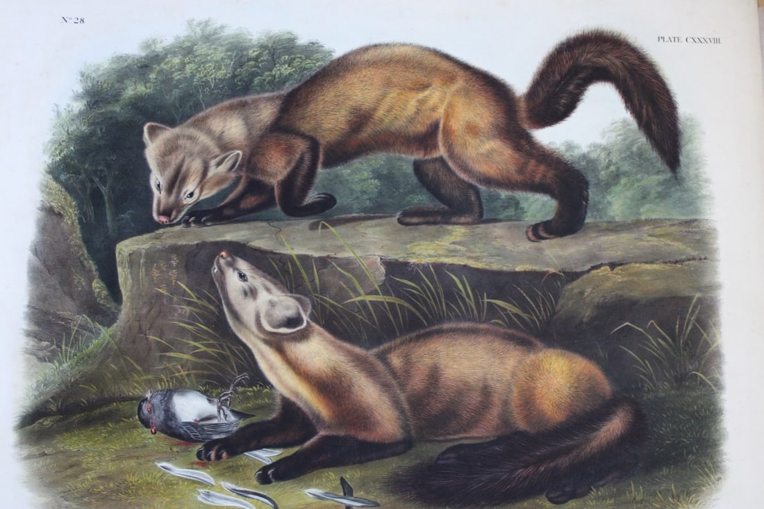 Audubon - Rare Imperial Folio of Pine Marten 1846 (1 of 2)
