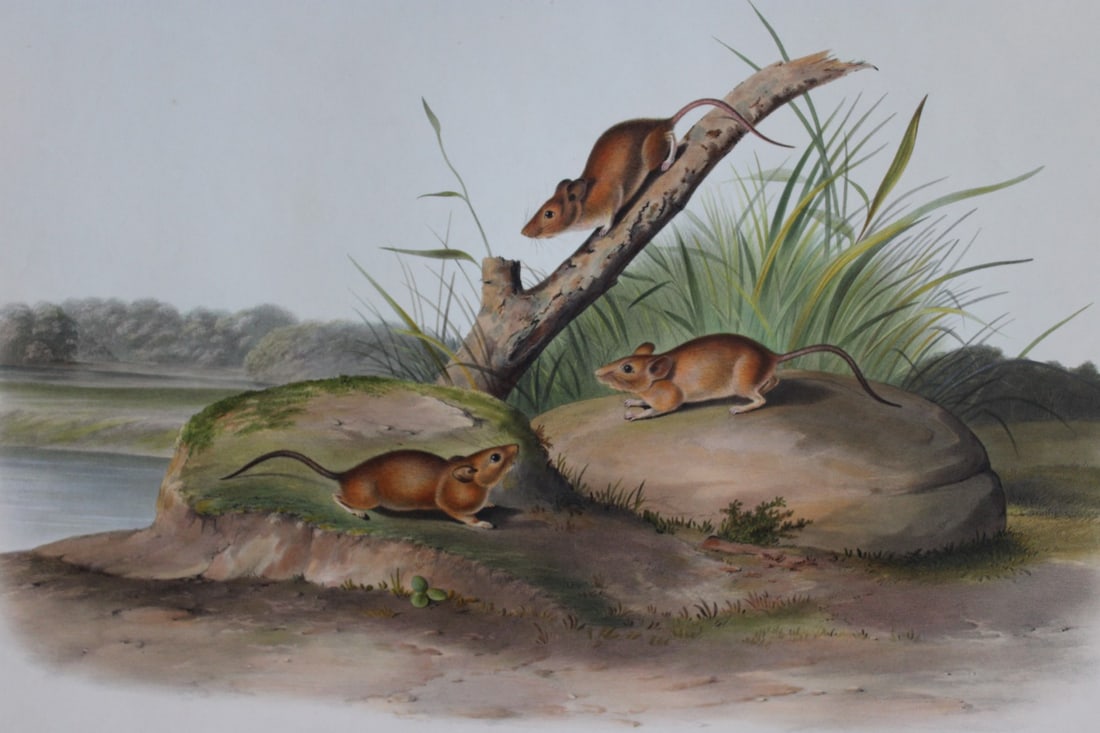 Audubon - Rare Imperial Folio of Orange Coloured Mouse 1846 (1 of 2)