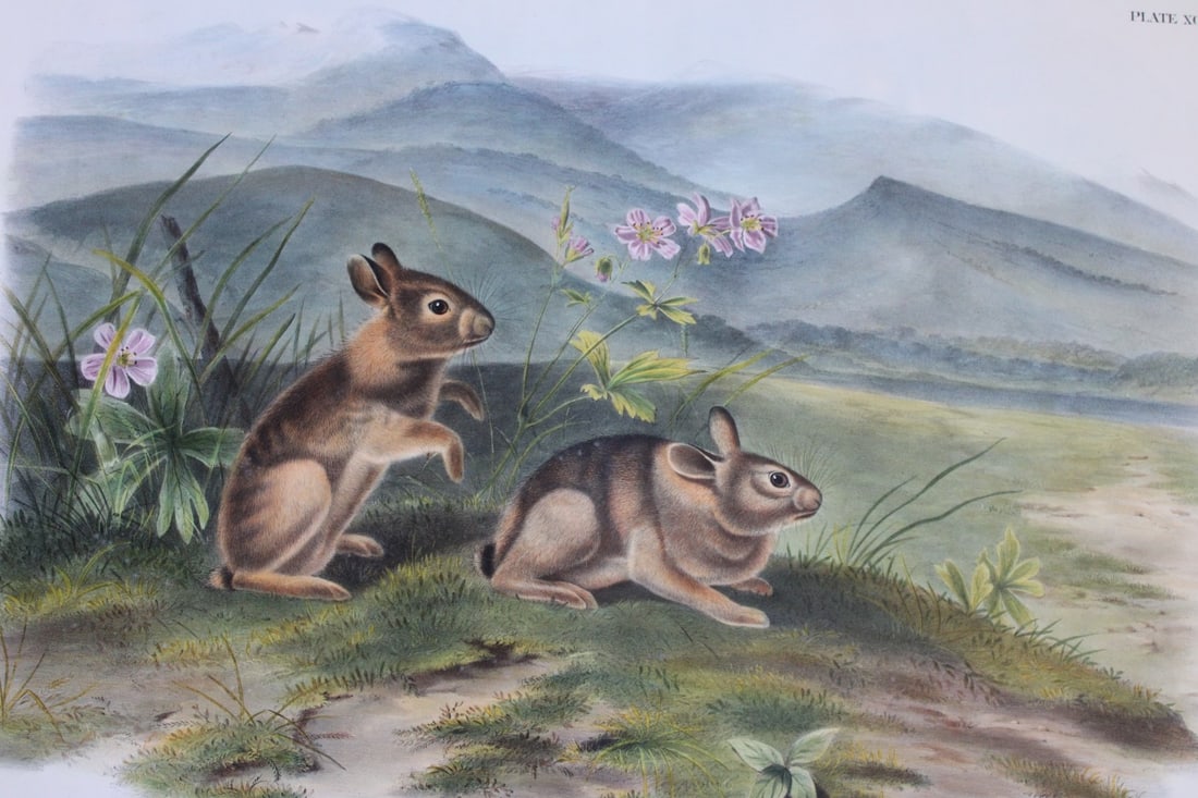 Audubon - Rare Imperial Folio of Nuttall's Hare 1846 (1 of 2)