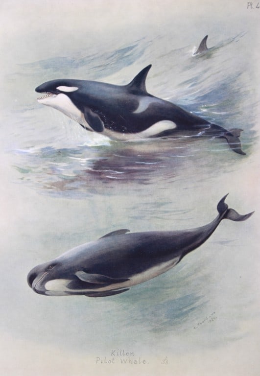 A Thorburn - Print of Killer and Pilot Wales 1920: This original antique print is from British Mammals by Archibald Thorburn. Published by Longmans, Green and Co. 39 Paternoster Row, London, 1920. This chromolithograph is after a painting by the Scott