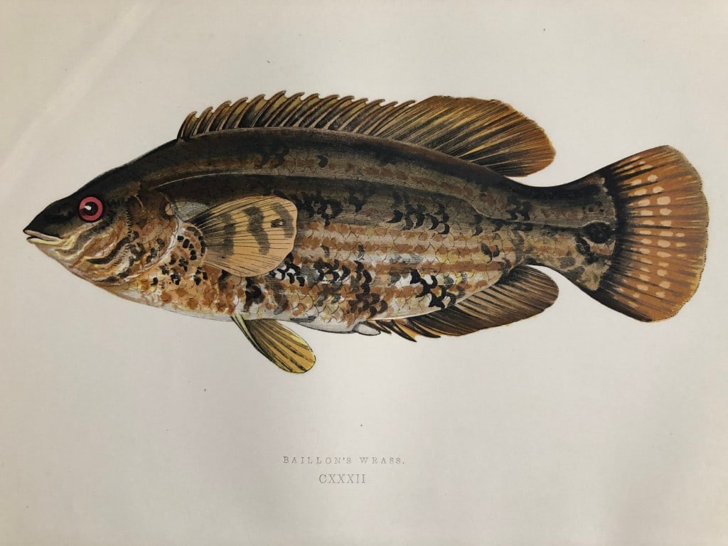 Jonathan Couch - 4 prints of Cod, Wrasse etc 1877 (1 of 4)