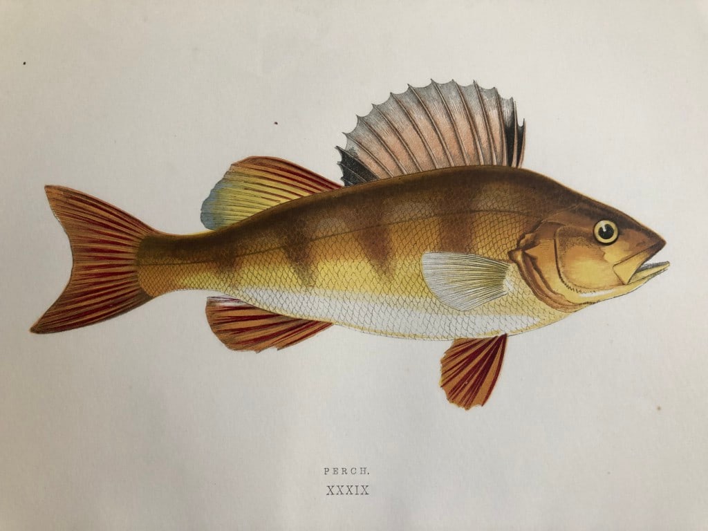 Jonathan Couch - 4 prints of Perch, Sturgeon etc 1877 (1 of 4)