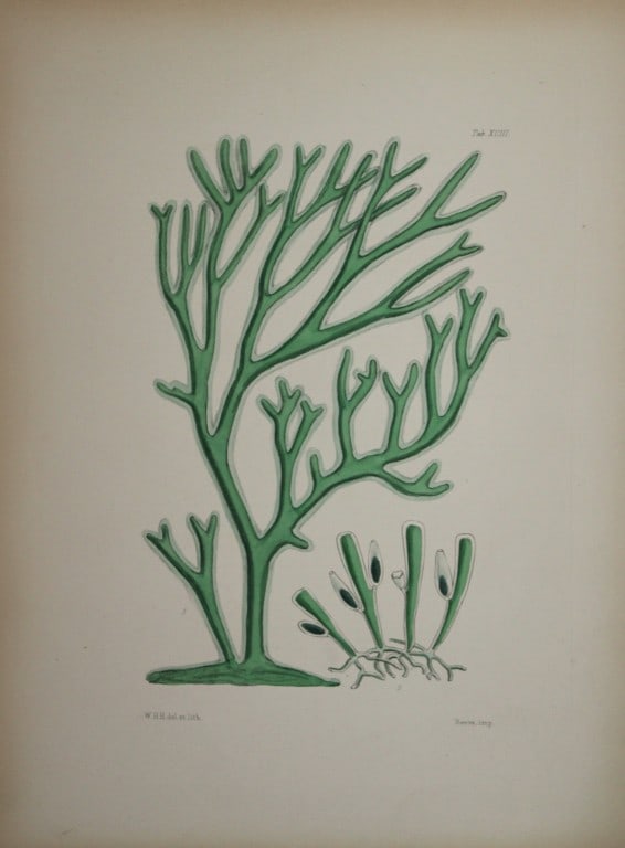 William Harvey - 3 Hand-coloured lithographs of Sea-Weeds 1846 (1 of 3)