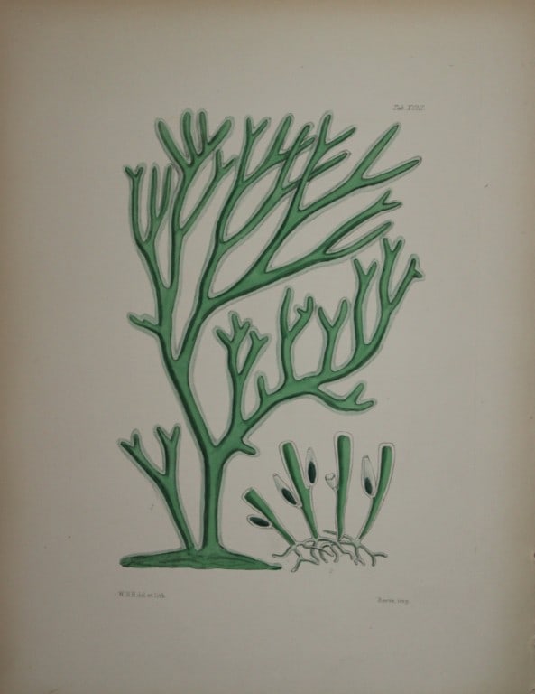 William Harvey - 3 Hand-coloured lithographs of Sea-Weeds 1846 (1 of 4)