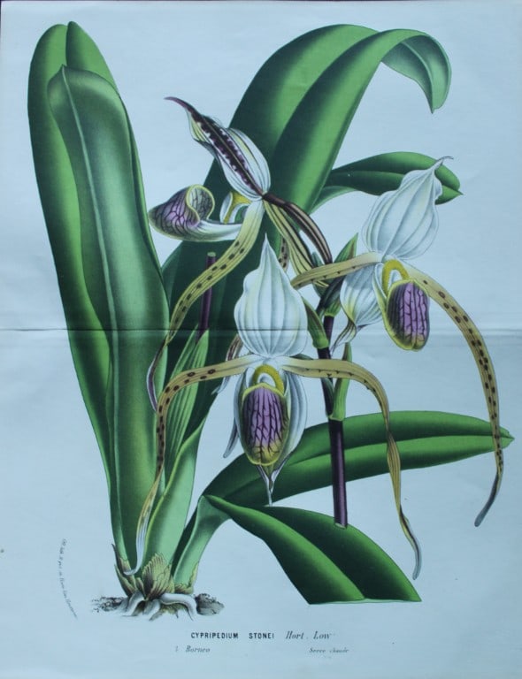 Lemaire & van Houtte - 3 prints from Flore des Serres 1867 (1 of 3)