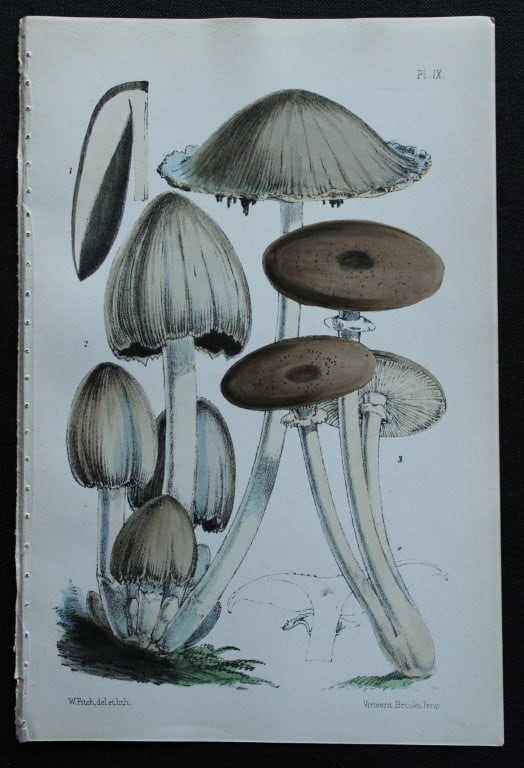 Charles Badham - 3 prints of edible mushrooms 1850 (1 of 3)