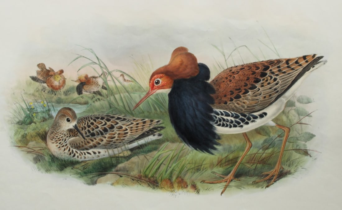 John Gould - Original lithograph of the Ruff 1862-73: This original lithograph of the Ruff in Breeding Plumage (Machetes Pugnax) is from John Gould's Birds of Great Britain, issued in 25 parts between 1862 and 1873. This plate is number 61 from volume 4