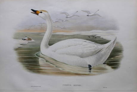 John Gould - Original lithograph of Bewick's Swan 1862-73: This original lithograph of Bewick's Swan (Cygnus minor) is from John Gould's Birds of Great Britain, issued in 25 parts between 1862 and 1873. This plate is number 10 from volume 5 of this work and w
