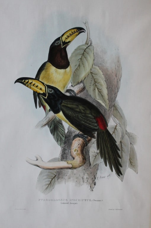 John Gould - Original lithograph of Lettered Aracari by Edward Lear 1833-35: This magnificent lithographic print of the Lettered Aracari (Pteroglossus inscriptus) is from A Monograph of the Ramphastidae, or Family of Toucans by John Gould and issued between 1833-35. First edit