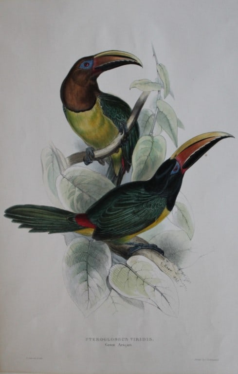 John Gould - Original lithograph of Green Aracari by Edward Lear 1833-35: This magnificent lithographic print of the Green Aracari (Pteroglossus viridis) is from A Monograph of the Ramphastidae, or Family of Toucans by John Gould and issued between 1833-35. First edition.Th