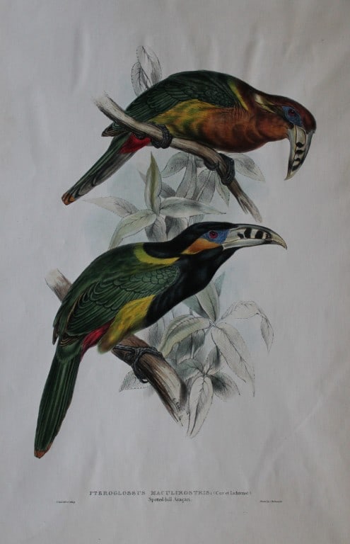 John Gould - Original lithograph of Spotted Bill Aracari by Edward Lear 1833-35: This magnificent lithographic print of the Spotted Bill Aracari (Pteroglossus maculirostris) is from A Monograph of the Ramphastidae, or Family of Toucans by John Gould and issued between 1833-35. Fir