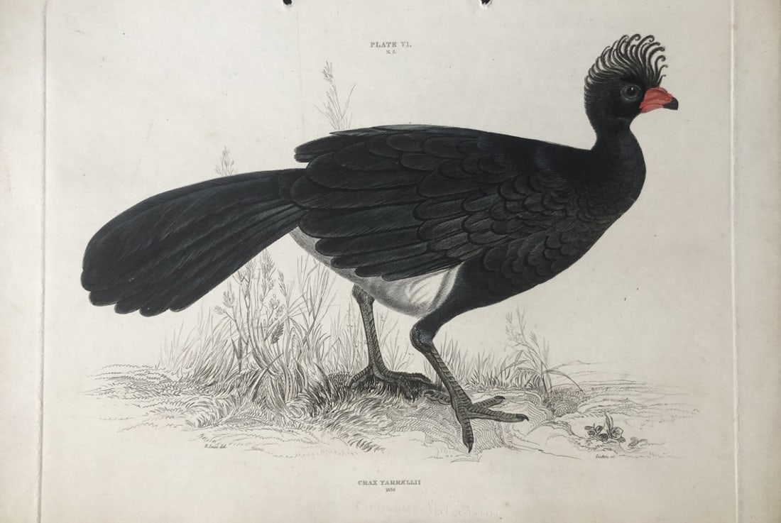 Edward Lear - Red-knobbed Curassow (Crax Yarrellii) 1836: This engraving by Edward Lear is from Illustrations of Ornithology by Sir William Jardine and Prideaux John Selby. Published by WH Lizars, Edinburgh between 1826-1843.The splendid hand-coloured engrav