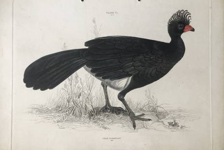 Edward Lear - Red-knobbed  Curassow (Crax Yarrellii) 1836: This engraving by Edward Lear is from Illustrations of Ornithology by Sir William Jardine and Prideaux John Selby. Published by WH Lizars, Edinburgh between 1826-1843.The splendid hand-coloured engrav