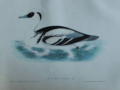 Jean Charles Chenu - 3 hand-coloured lithographs of Ducks 1870: These hand-coloured lithographs are from Ornithologie du chasseur. Histoire naturelle - moeurs - habitudes - chasse des oiseaux de plaine, de bois et de marais by Jean Charles Chenu. Published by J Ro