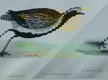 Jean Charles Chenu - 3 hand-coloured lithographs of Game birds 1870: These hand-coloured lithographs are from Ornithologie du chasseur. Histoire naturelle - moeurs - habitudes - chasse des oiseaux de plaine, de bois et de marais by Jean Charles Chenu. Published by J Ro