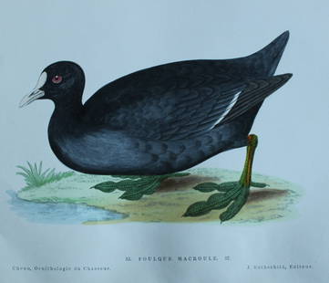 Jean Charles Chenu - 2 hand-coloured lithographs of Water birds 1870: These hand-coloured lithographs are from Ornithologie du chasseur. Histoire naturelle - moeurs - habitudes - chasse des oiseaux de plaine, de bois et de marais by Jean Charles Chenu. Published by J Ro