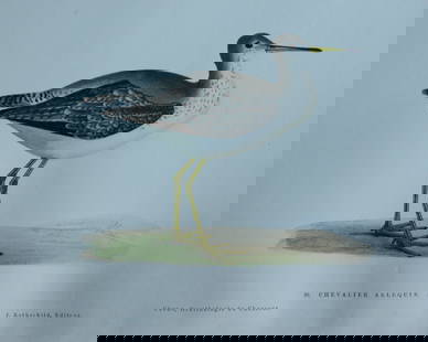 Jean Charles Chenu - 3 hand-coloured lithographs of Water birds 1870: These hand-coloured lithographs are from Ornithologie du chasseur. Histoire naturelle - moeurs - habitudes - chasse des oiseaux de plaine, de bois et de marais by Jean Charles Chenu. Published by J Ro