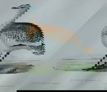 Jean Charles Chenu - 2 hand-coloured lithographs of Bustards 1870: These hand-coloured lithographs are from Ornithologie du chasseur. Histoire naturelle - moeurs - habitudes - chasse des oiseaux de plaine, de bois et de marais by Jean Charles Chenu. Published by J Ro
