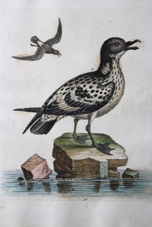 George Edwards - Engraving of the Spotted Peteril 1747 (1 of 2)