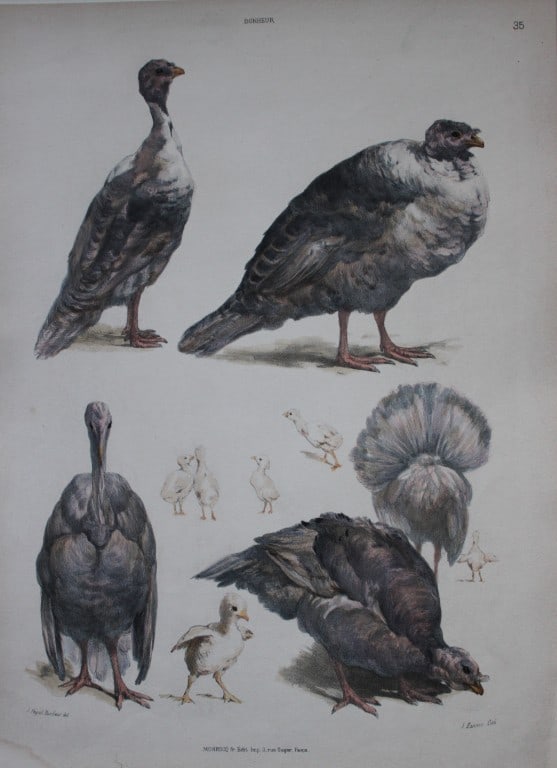 Juliette Peyrol Bonheur - Lithograph of turkeys, late 19th century (1 of 1)