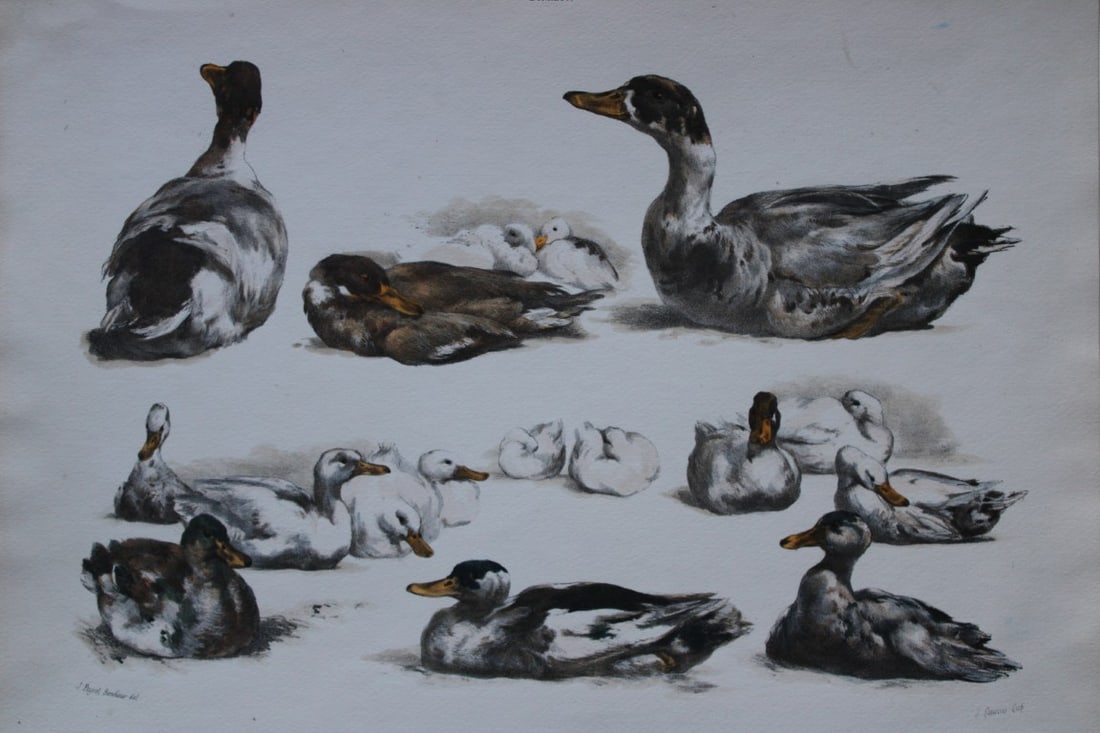 Juliette Peyrol Bonheur - Lithograph of ducks, late 19th century (1 of 1)